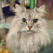 ヒメ日記 2025/02/02 18:00 投稿 うみ ぷるるん小町日本橋店