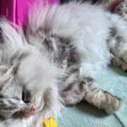 ヒメ日記 2025/02/23 19:00 投稿 うみ ぷるるん小町日本橋店