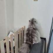 ヒメ日記 2025/03/30 17:30 投稿 うみ ぷるるん小町日本橋店