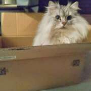 ヒメ日記 2025/04/17 17:00 投稿 うみ ぷるるん小町日本橋店