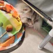 ヒメ日記 2025/05/04 17:15 投稿 うみ ぷるるん小町日本橋店