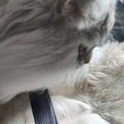 ヒメ日記 2025/05/11 17:00 投稿 うみ ぷるるん小町日本橋店