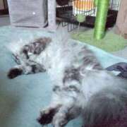 ヒメ日記 2025/08/03 19:00 投稿 うみ ぷるるん小町日本橋店