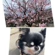 ヒメ日記 2025/03/13 15:58 投稿 ひかり ゴールドクイーン