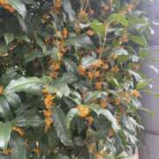 ヒメ日記 2025/10/19 09:36 投稿 ひかり ゴールドクイーン