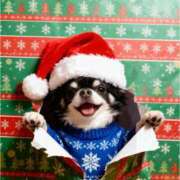 ヒメ日記 2025/12/25 15:03 投稿 ひかり ゴールドクイーン