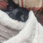 ヒメ日記 2026/03/05 09:13 投稿 ひかり ゴールドクイーン