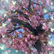 ヒメ日記 2026/03/17 09:41 投稿 ひかり ゴールドクイーン