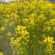 ヒメ日記 2026/04/04 09:16 投稿 ひかり ゴールドクイーン