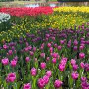 ヒメ日記 2026/04/09 10:39 投稿 まお One More奥様　立川店