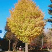 ヒメ日記 2024/12/11 22:03 投稿 加奈 ニューヨークニューヨーク