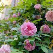 ヒメ日記 2025/04/21 00:15 投稿 加奈 ニューヨークニューヨーク