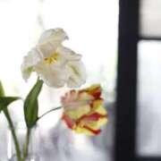 ヒメ日記 2025/07/09 15:56 投稿 Ayame ワンカラット～人妻の輝き～