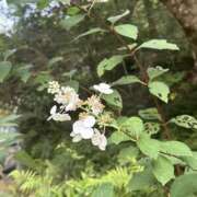 ヒメ日記 2025/08/05 16:30 投稿 Ayame ワンカラット～人妻の輝き～