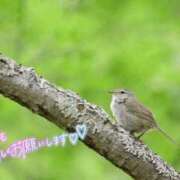 ヒメ日記 2026/04/20 10:00 投稿 宮川 人妻楼 熊谷店