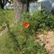 ヒメ日記 2025/04/29 20:50 投稿 りさ☆激かわギャル☆ ファースト福知山店