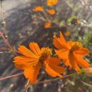 ヒメ日記 2025/11/19 18:07 投稿 服部いつき ハプニング痴漢電車or全裸入室