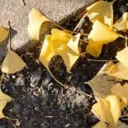 ヒメ日記 2025/11/22 09:57 投稿 服部いつき ハプニング痴漢電車or全裸入室