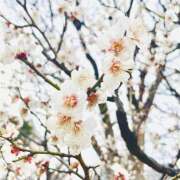 ヒメ日記 2025/02/17 11:52 投稿 れんげ プレイガール(亀有)