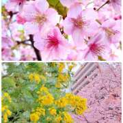 ヒメ日記 2025/03/12 10:49 投稿 れんげ プレイガール(亀有)