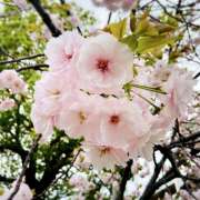 ヒメ日記 2026/04/08 10:59 投稿 れんげ プレイガール(亀有)