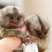 ヒメ日記 2026/04/19 05:03 投稿 仙堂　文乃 札幌ソフィア