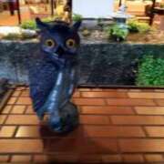 ヒメ日記 2025/03/06 10:11 投稿 まいこ ゴールドクイーン