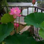 ヒメ日記 2025/07/03 23:15 投稿 まいこ ゴールドクイーン