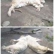 ヒメ日記 2025/07/23 08:12 投稿 まいこ ゴールドクイーン