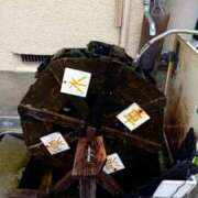 ヒメ日記 2025/07/31 23:18 投稿 まいこ ゴールドクイーン