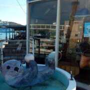 ヒメ日記 2025/10/14 23:05 投稿 まいこ ゴールドクイーン