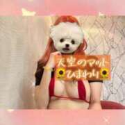 ヒメ日記 2025/04/16 17:27 投稿 ひまわり 天空のマット