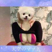 ヒメ日記 2025/05/14 16:35 投稿 ひまわり 天空のマット