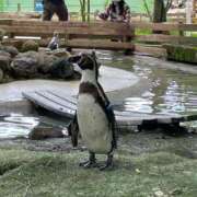 ヒメ日記 2025/05/31 07:04 投稿 ひとみ 桃李（とうり）