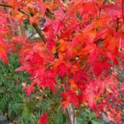 ゆうき 明日から2日間(*๓´˘`๓).*♡ 鹿児島人妻 楊貴妃