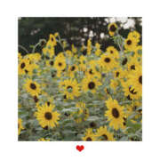 ヒメ日記 2025/08/17 17:10 投稿 なごみ 大人の遊園地 西川口店