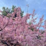 ヒメ日記 2025/03/06 10:22 投稿 なごみ 大人の遊園地 熊谷店