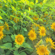 ヒメ日記 2025/09/02 09:51 投稿 なごみ 大人の遊園地 熊谷店