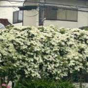 ヒメ日記 2025/06/13 09:54 投稿 八木【やぎ】 丸妻 西船橋店