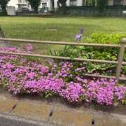 ヒメ日記 2025/06/15 04:03 投稿 八木【やぎ】 丸妻 西船橋店