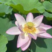 ヒメ日記 2025/07/06 10:27 投稿 八木【やぎ】 丸妻 西船橋店