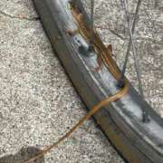 ヒメ日記 2025/07/12 09:32 投稿 八木【やぎ】 丸妻 西船橋店