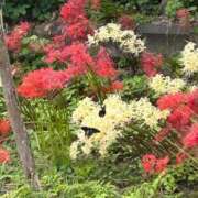 ヒメ日記 2025/10/05 14:45 投稿 八木【やぎ】 丸妻 西船橋店