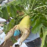 ヒメ日記 2025/11/02 14:34 投稿 八木【やぎ】 丸妻 西船橋店