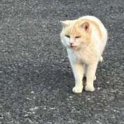 八木【やぎ】 貴方に抱かれたいです 丸妻 西船橋店