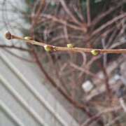 ヒメ日記 2025/03/14 11:30 投稿 深田 熟女待機所 厚木店