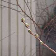 ヒメ日記 2025/03/23 08:10 投稿 深田 熟女待機所 厚木店