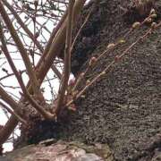 ヒメ日記 2025/03/24 11:20 投稿 深田 熟女待機所 厚木店