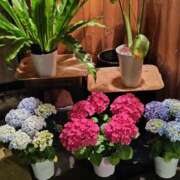 ヒメ日記 2025/06/12 08:38 投稿 深田 熟女待機所 厚木店