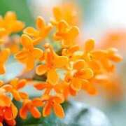 ヒメ日記 2025/10/15 11:26 投稿 深田 熟女待機所 厚木店